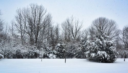 Trees on snow covered field against sky