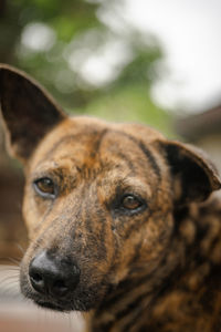 Close-up portrait of a dog