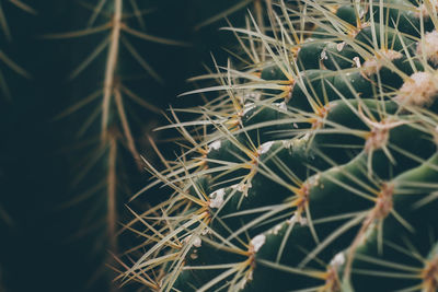 Close-up of cactus plant