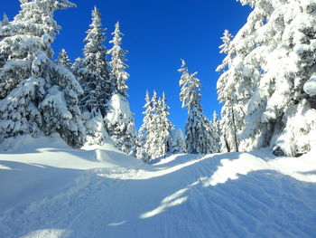 Snow covered pine trees against blue sky