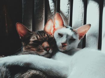 Close-up of cats sleeping