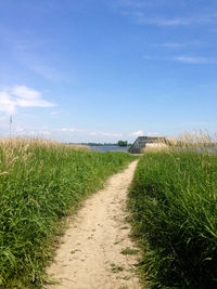 Grass growing on sandy field against sky during sunny day