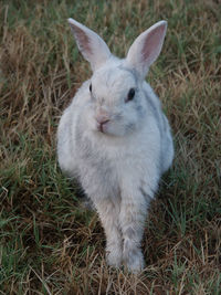 Close-up of a rabbit on field