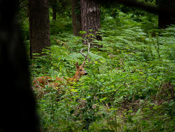 View of squirrel in forest