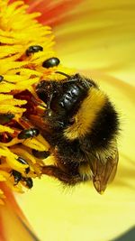 Close-up of butterfly perching on sunflower