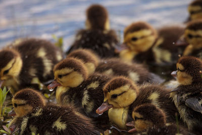 Large flock of baby muscovy ducklings cairina moschata crowd together in a pond in naples, florida