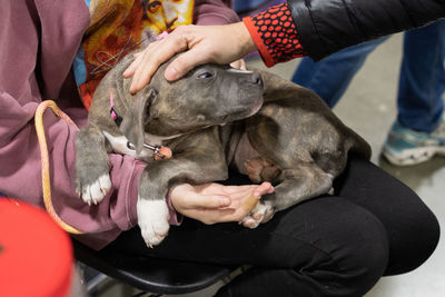 Pitbull puppy being held and pet by hands of a woman