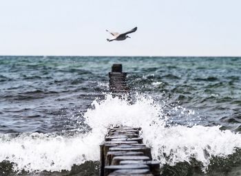 Seagull flying over sea