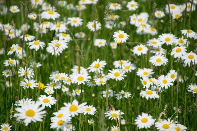 Close-up of white daisy flowers on field