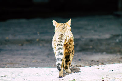 Portrait of a cat