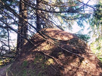 Low angle view of trees in forest against sky