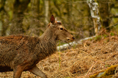 Close-up of deer