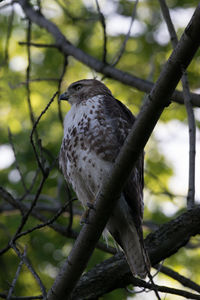 Red-tailed hawk, prospect park, brooklyn