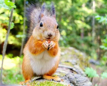 Close-up of squirrel