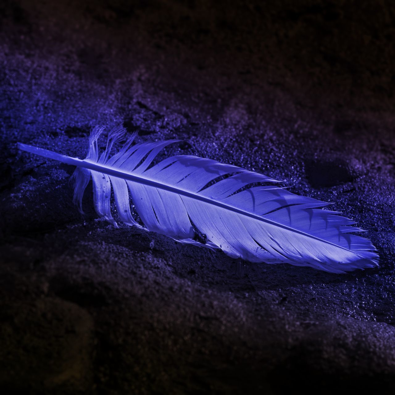 HIGH ANGLE VIEW OF FEATHER ON THE GROUND