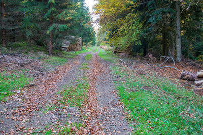 Footpath amidst trees in forest during autumn