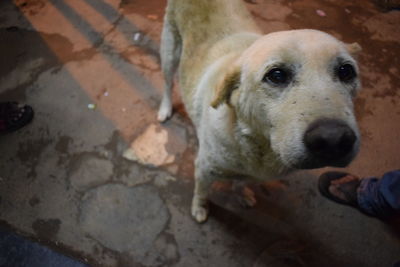 Close-up of man holding dog