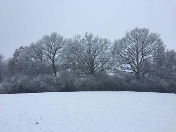 Bare trees on landscape