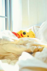Close-up of dog sleeping on bed