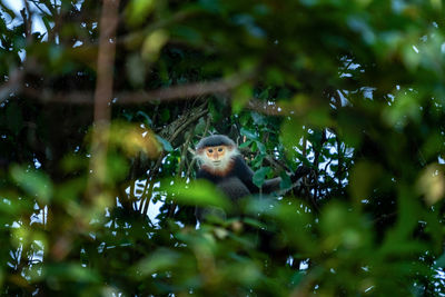 Low angle view of bird perching on tree