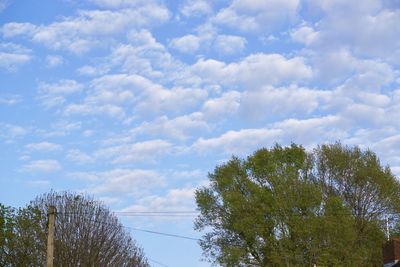 Low angle view of trees against sky