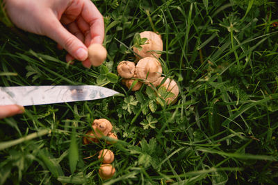 Close-up of hand holding flower