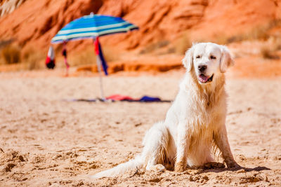 Dog on beach