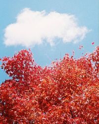 Low angle view of trees against sky