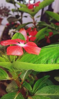 Close-up of wet red plant