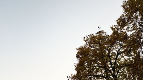 Low angle view of tree against sky