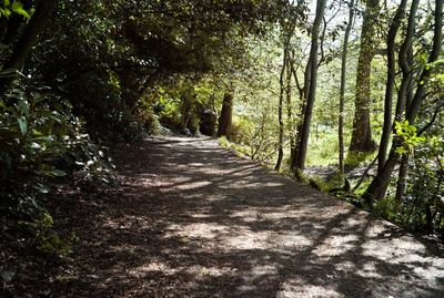 Footpath amidst trees in forest