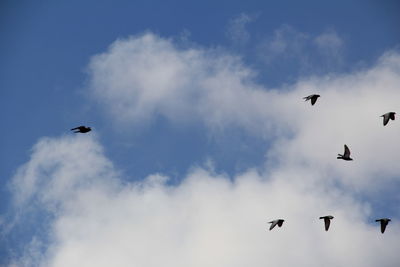 Low angle view of birds flying in sky