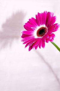 Close-up of pink flower