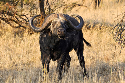 African cape buffalo, africa