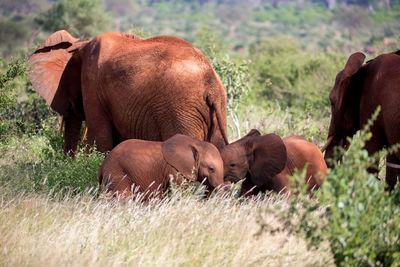 Elephant in a field