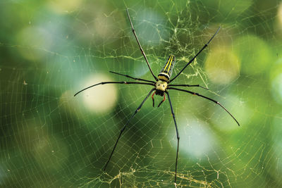 Close-up of spider on web