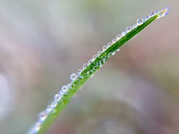 Close-up of water drops on plant