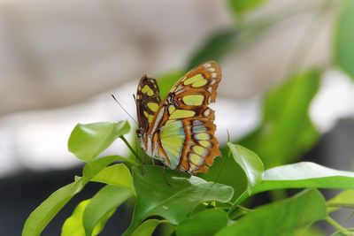 Close-up of butterfly perching on plant