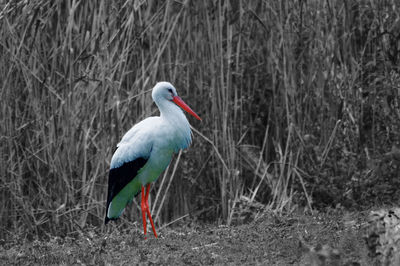 Bird perching on a field