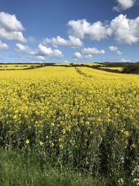 Scenic view of oilseed rape field against sky