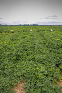 Grassy field against cloudy sky