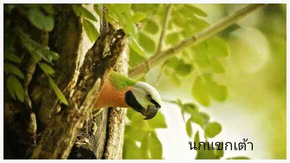 animal themes, animals in the wild, wildlife, one animal, bird, perching, transfer print, tree, branch, auto post production filter, focus on foreground, low angle view, two animals, day, nature, full length, outdoors, no people, animal representation, close-up