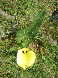 High angle view of yellow flowering plant on land