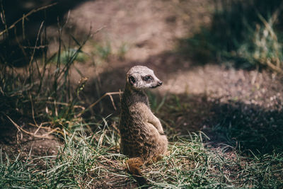 Meerkat on land