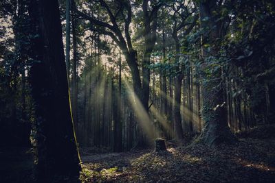 Trees in forest