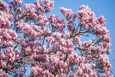 Low angle view of cherry blossoms against sky