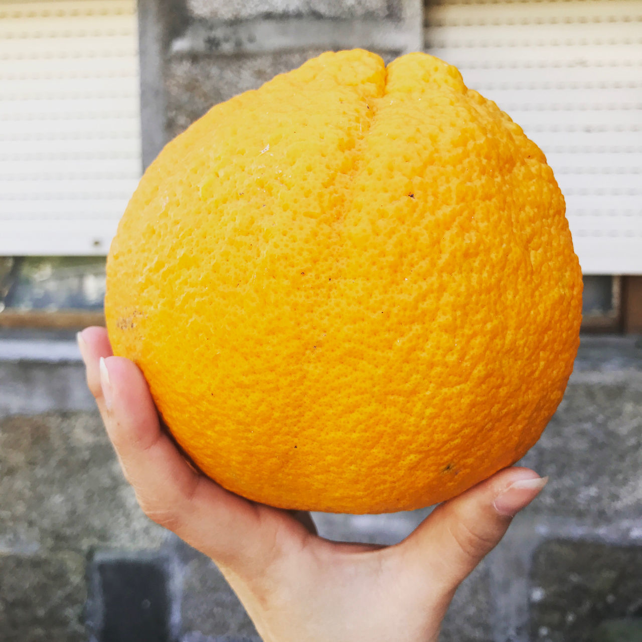 CLOSE-UP OF PERSON HOLDING ORANGE