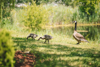 Canada geese on field