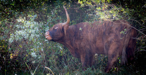 View of a horse on field