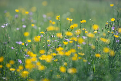 Close-up of yellow flowering plants on field